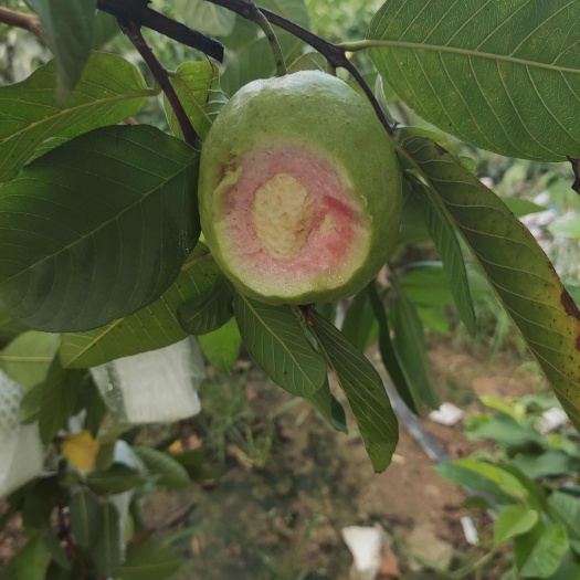 广州精品靓货