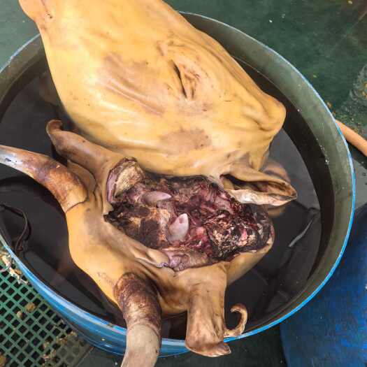 锡林浩特本地黄牛头 火燎 无碱 清洗干净