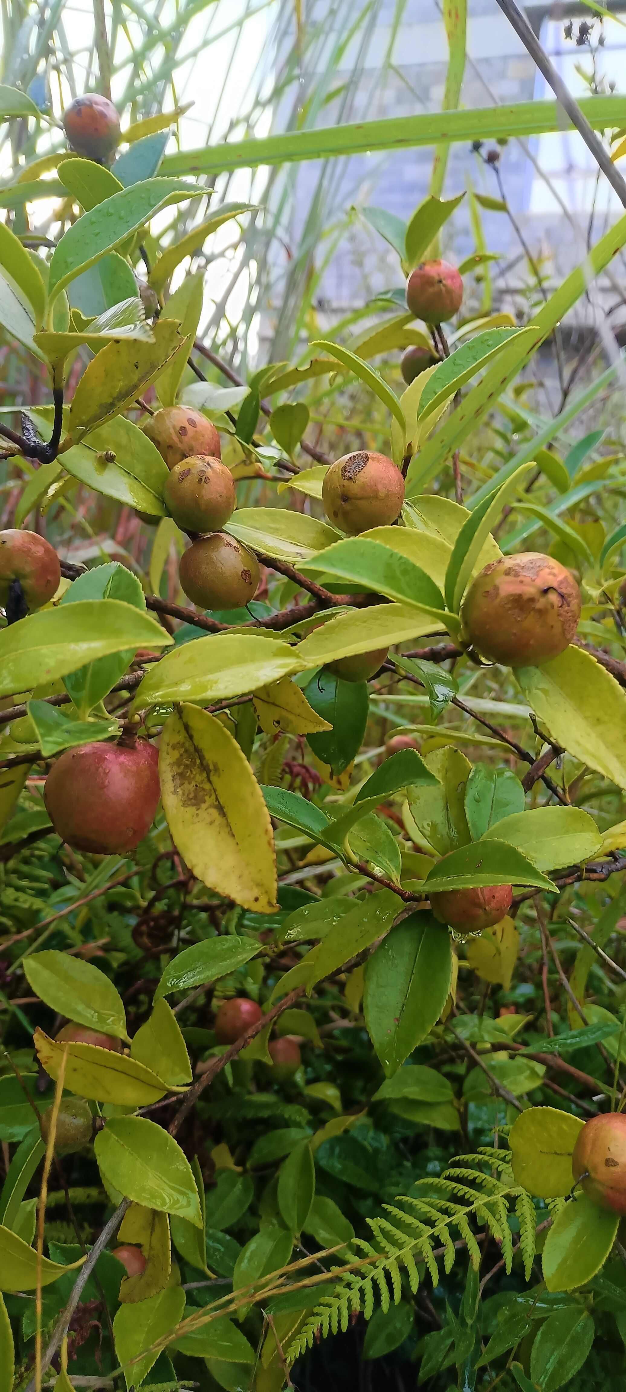 茶籽果茶油果新鮮大量上市，歡迎選購合作