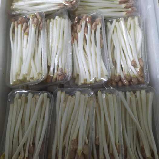 深圳花生芽