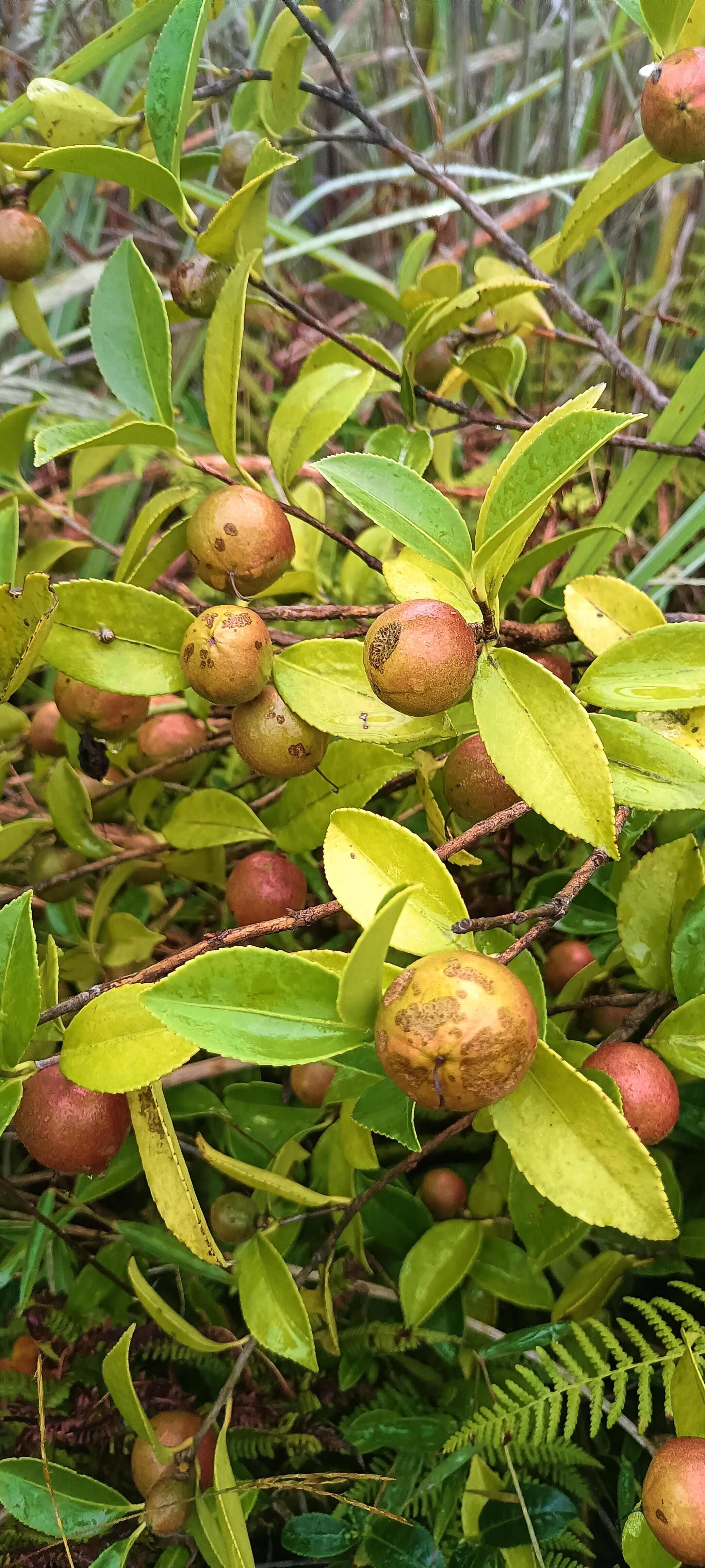 茶籽果茶油果新鮮大量上市，歡迎選購合作