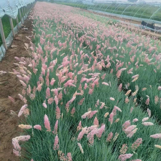 青州市坡地毛冠草 蜜糖草种植基地 一手货源优质种苗