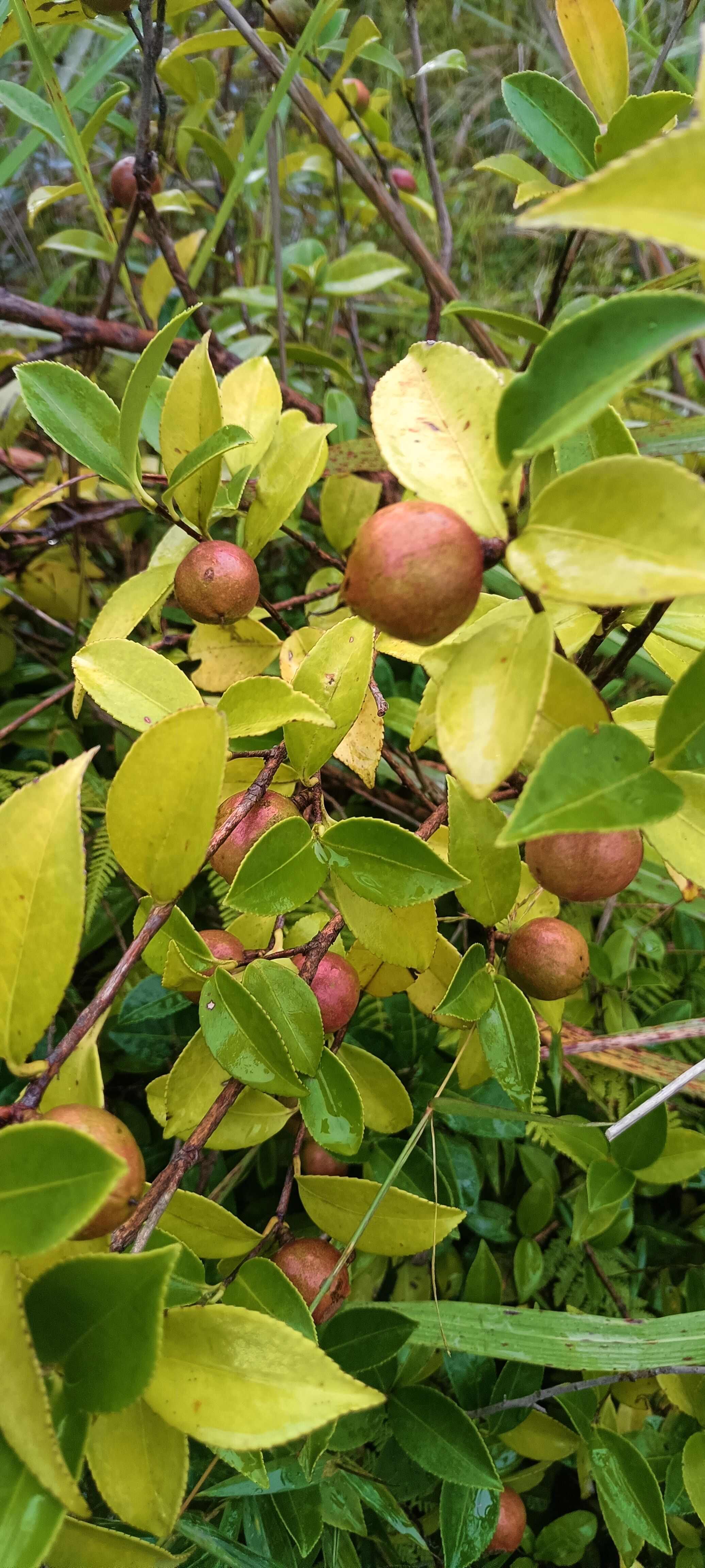 茶籽果茶油果新鮮大量上市，歡迎選購合作