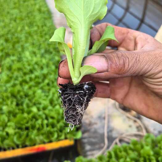 陆良县意大利生菜苗根系好成活率高达%95以上