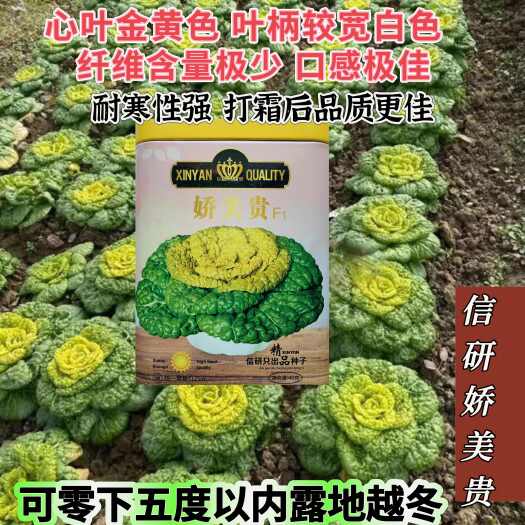 沭阳县信研娇美贵黄心乌种子心叶金黄色包心紧耐寒性强乌塌菜种子口感佳