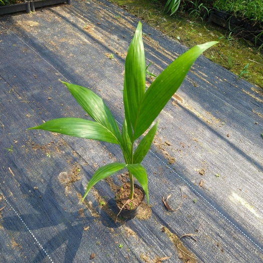 假槟榔苗室内盆栽花卉绿植庭院四季常青风景树净化空气美观