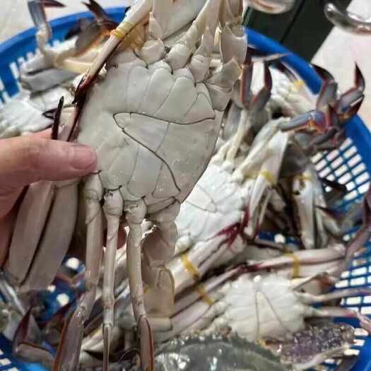 连云港海捕梭子蟹