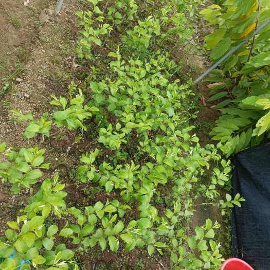 普宁市大果大青枣树苗蜜丝枣牛奶枣苗枣蜜枣南方庭院广东带土叶发货