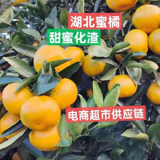热卖))湖北宜昌早熟柑橘产地一手货源超市+社团十电商平台供货