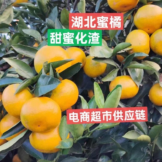 宜昌热卖))湖北宜昌早熟柑橘产地一手货源超市+社团十电商平台供货