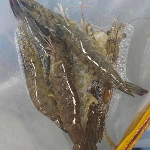 两当县鲜活内陆南美白对虾。
