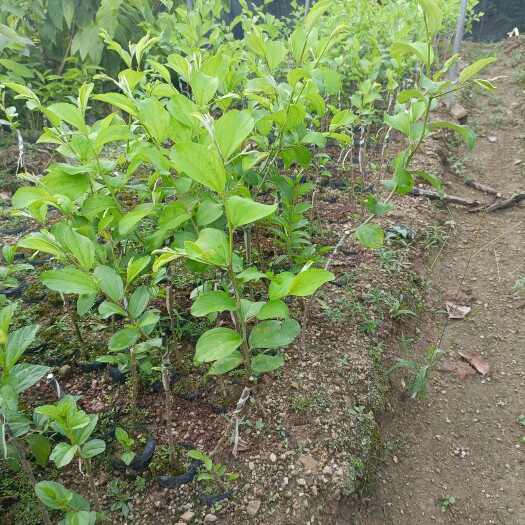 普宁市大果大青枣树苗蜜丝枣牛奶枣苗枣蜜枣南方庭院广东带土叶发货