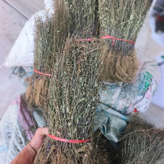 半枝莲，带根全株，2024新货，颜色绿，干度好！产地直发！