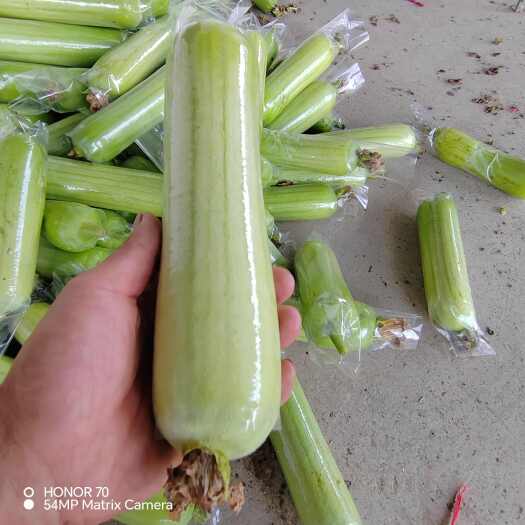 兴安县油皮瓜，白玉丝瓜
