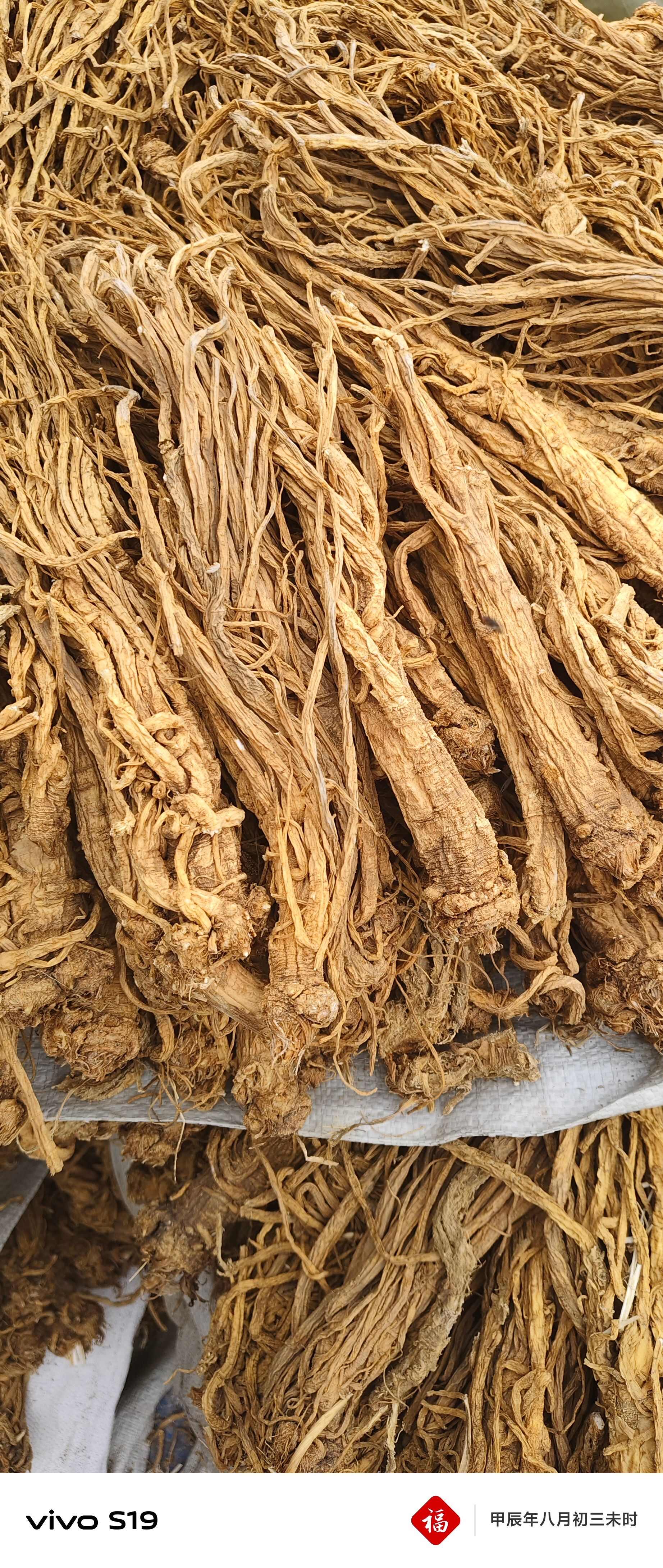 甘肃独活水洗个子，颜色金黄，质量很好。