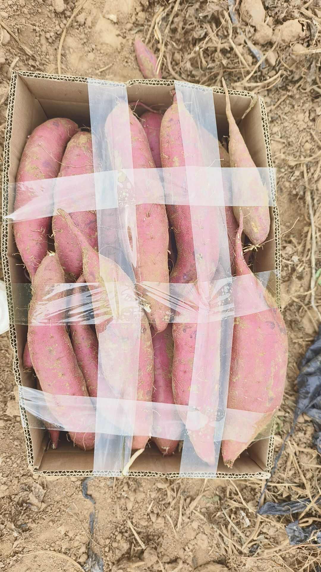 沙地  红薯  商暑19   大量供应  有意联系