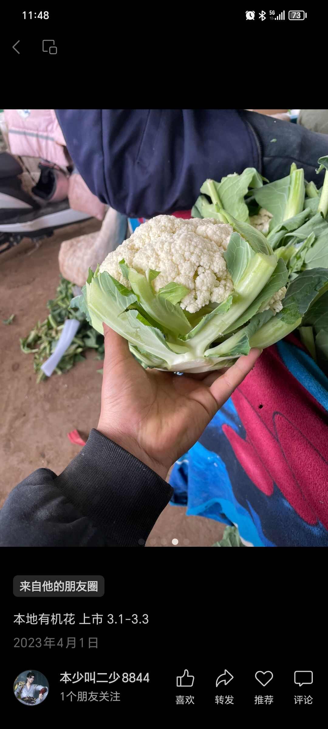 新鲜花菜直供河北邯郸丛台区优质甘蓝类蔬菜