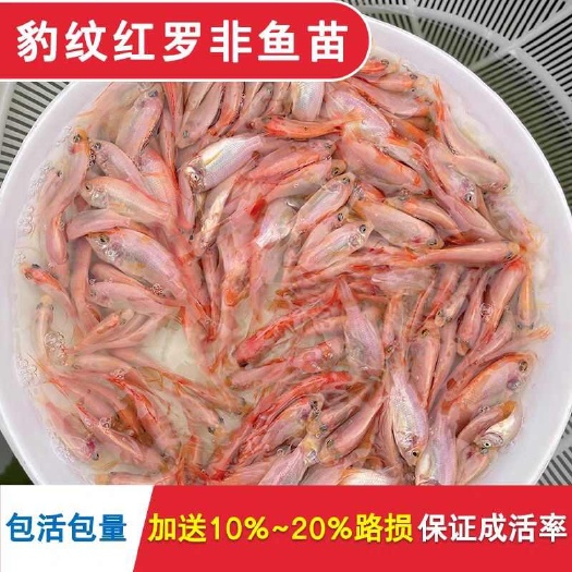广州红罗非珍珠白彩虹雕鱼苗大量出售全国发货
