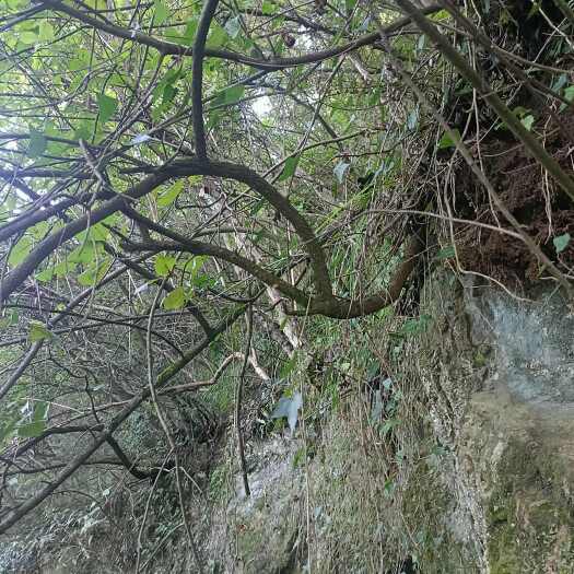 石泉县香山红叶黄栌