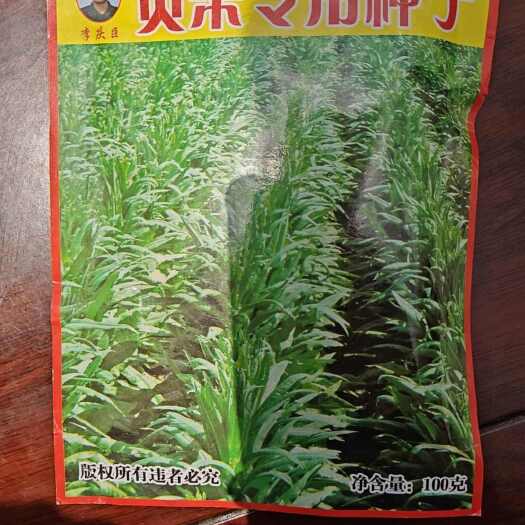 通海县贡菜苗，白菜苗，窝笋苗