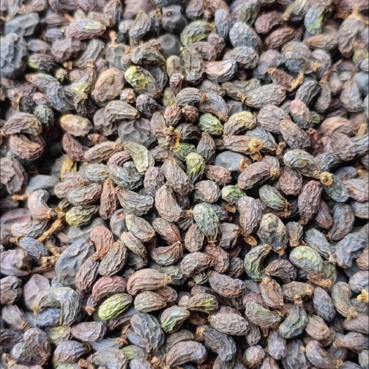 【粒粒甄选】女贞子过筛吸尘，自然晾晒，干度过硬，药酒花茶原料