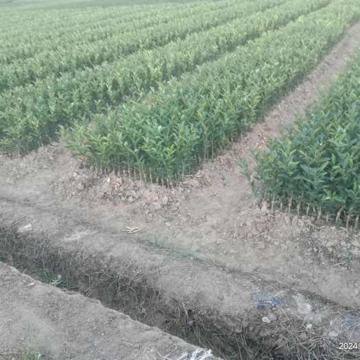 荔浦市广西荔浦脆蜜金柑苗优质水果种苗等你来选