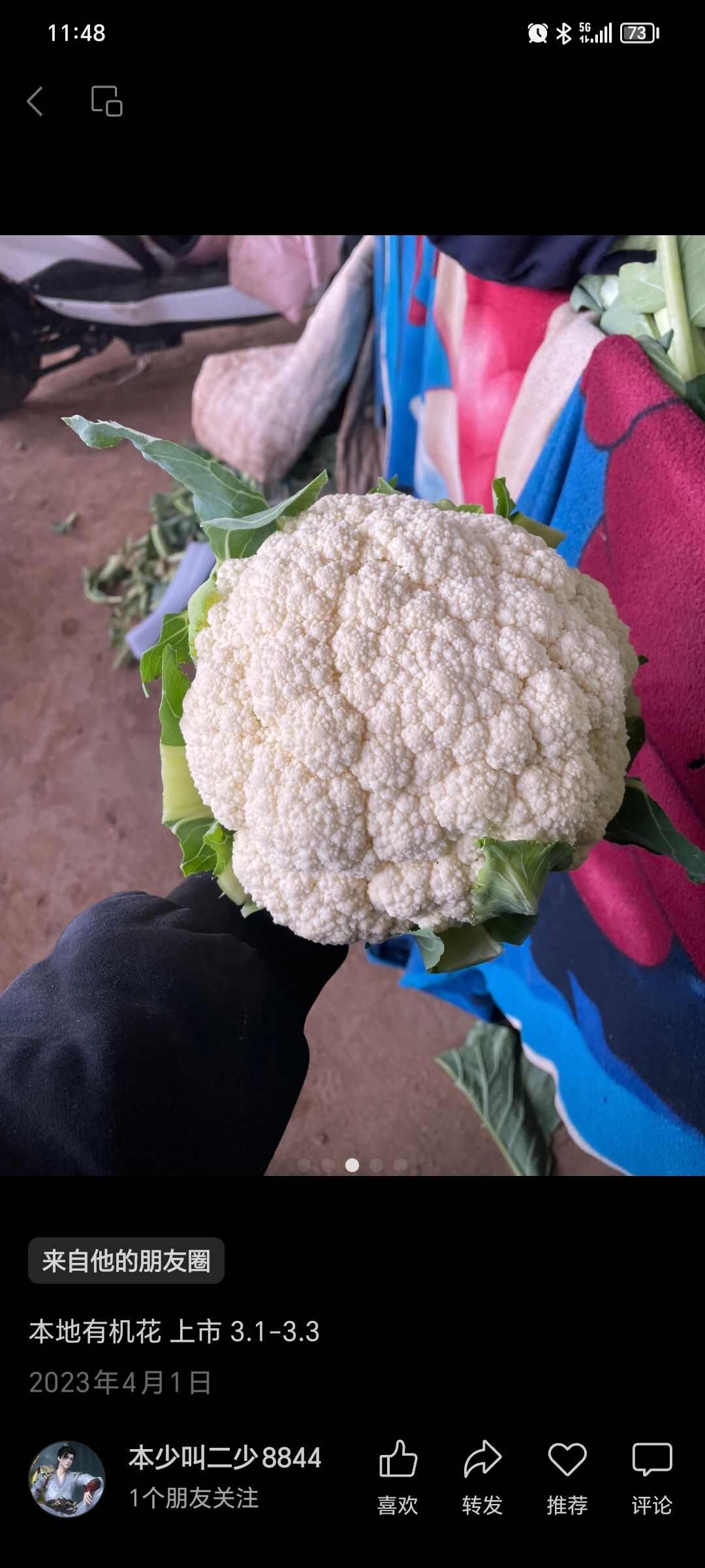 新鲜花菜直供河北邯郸丛台区优质甘蓝类蔬菜
