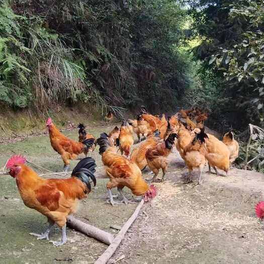 芷江县乌皮红冠土鸡