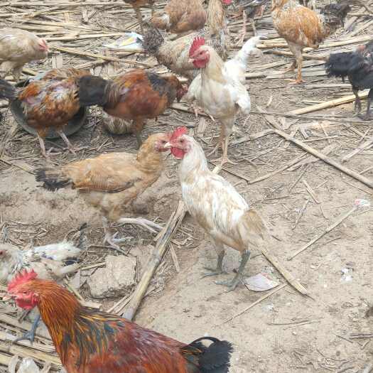 安阳自己在家散养土鸡出售土鸡蛋需要的联系我