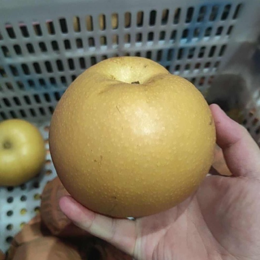 顺丰包邮秋月梨对接电商一件代发单个重量一斤起步，高端水果