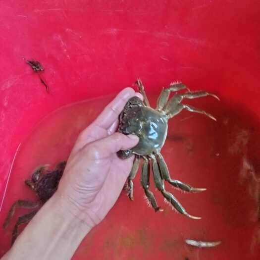 朝阳县河蟹
