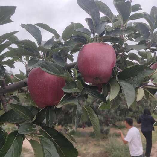 天水花牛大苹果新上市天水产园地直供一件代发