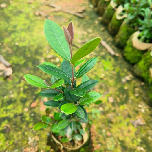 广州岗稔