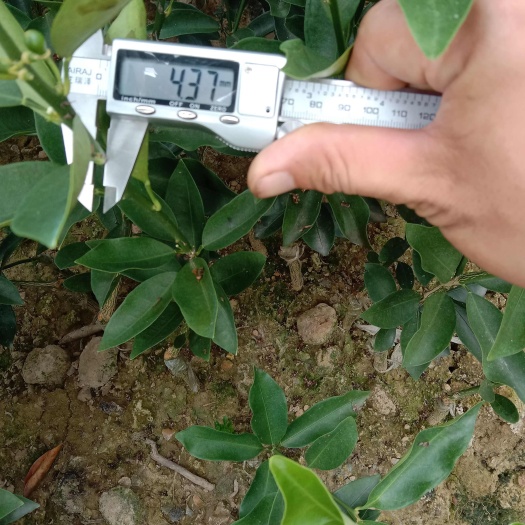荔浦市广西荔浦脆皮金桔苗 水果种苗 直发桂林新鲜健康苗木