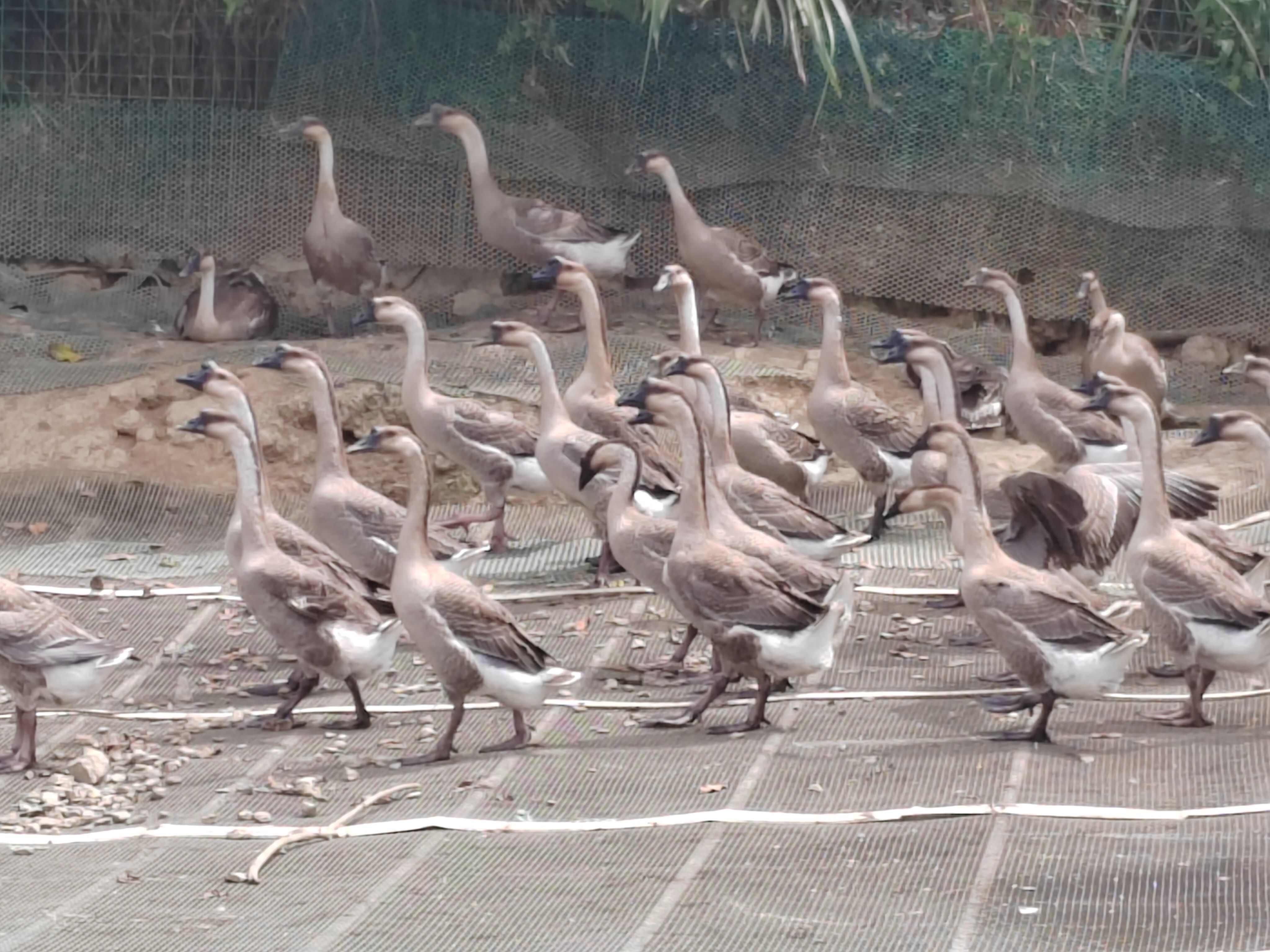 馬岡肉鵝