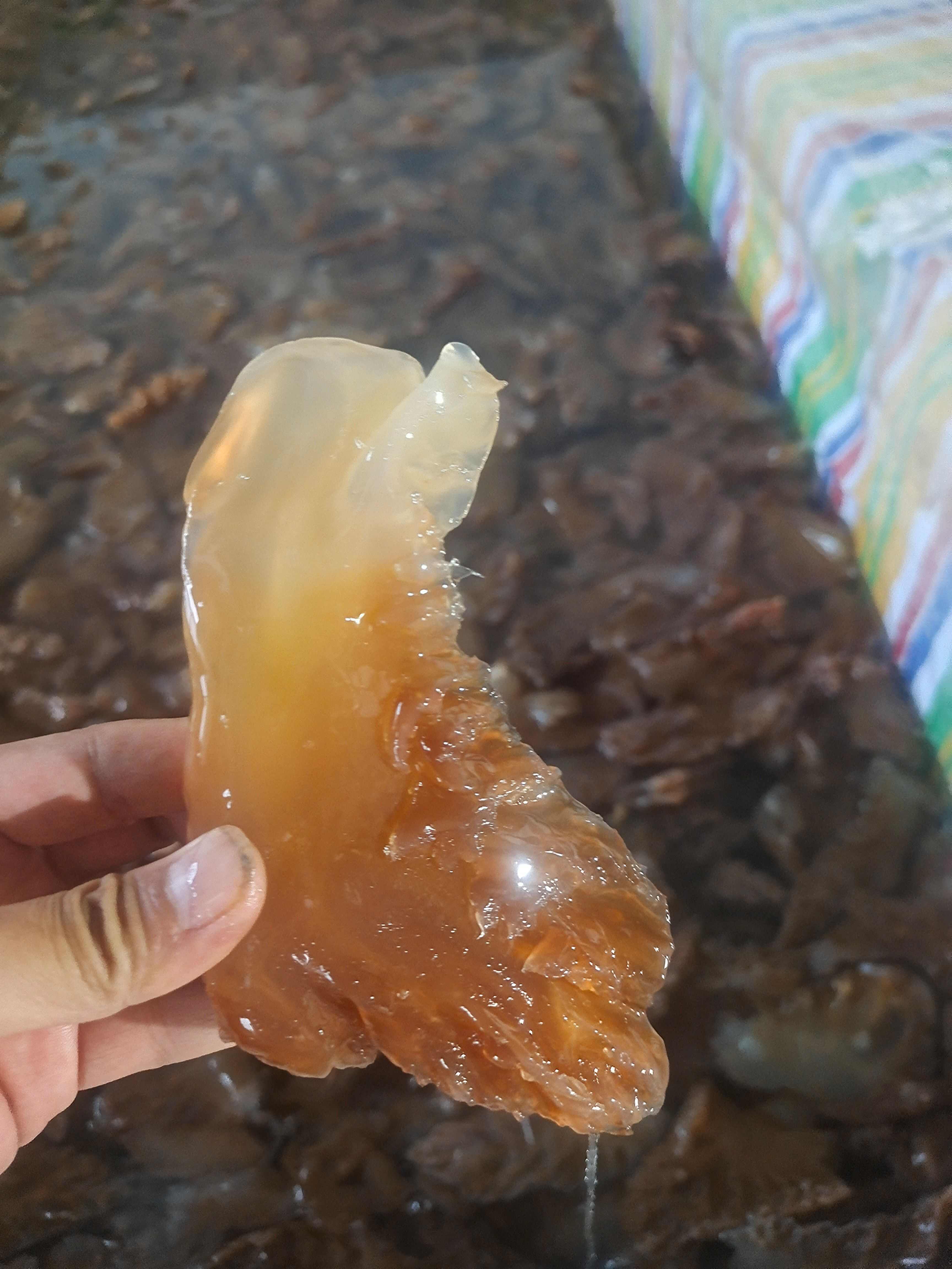渤海湾本地海蜇脚海蜇头海蜇皮海蜇头大量批发
