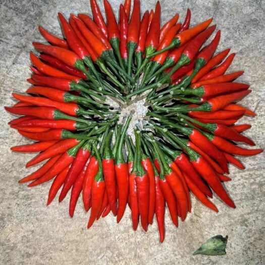 昆明小米椒
