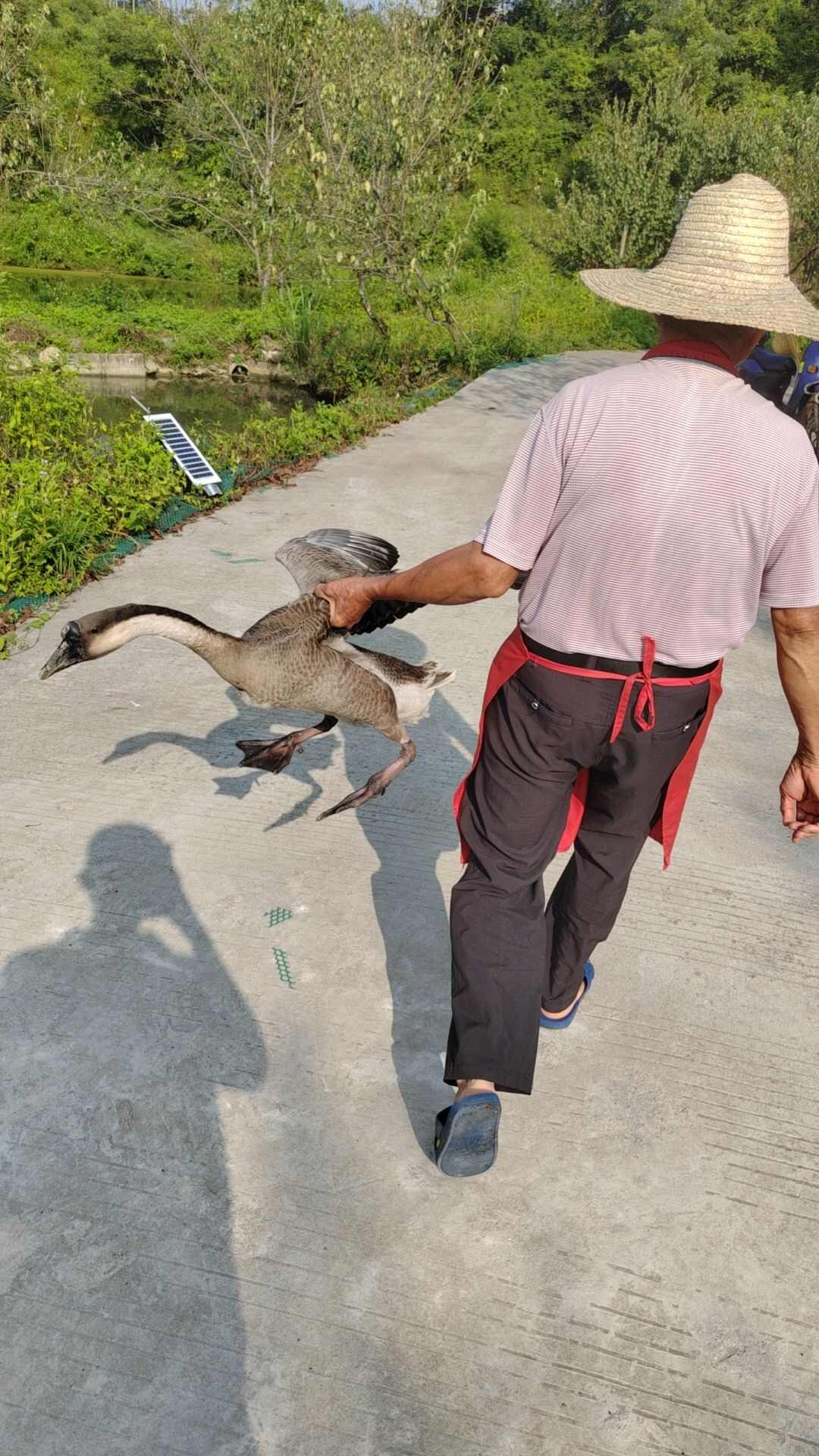 馬岡肉鵝