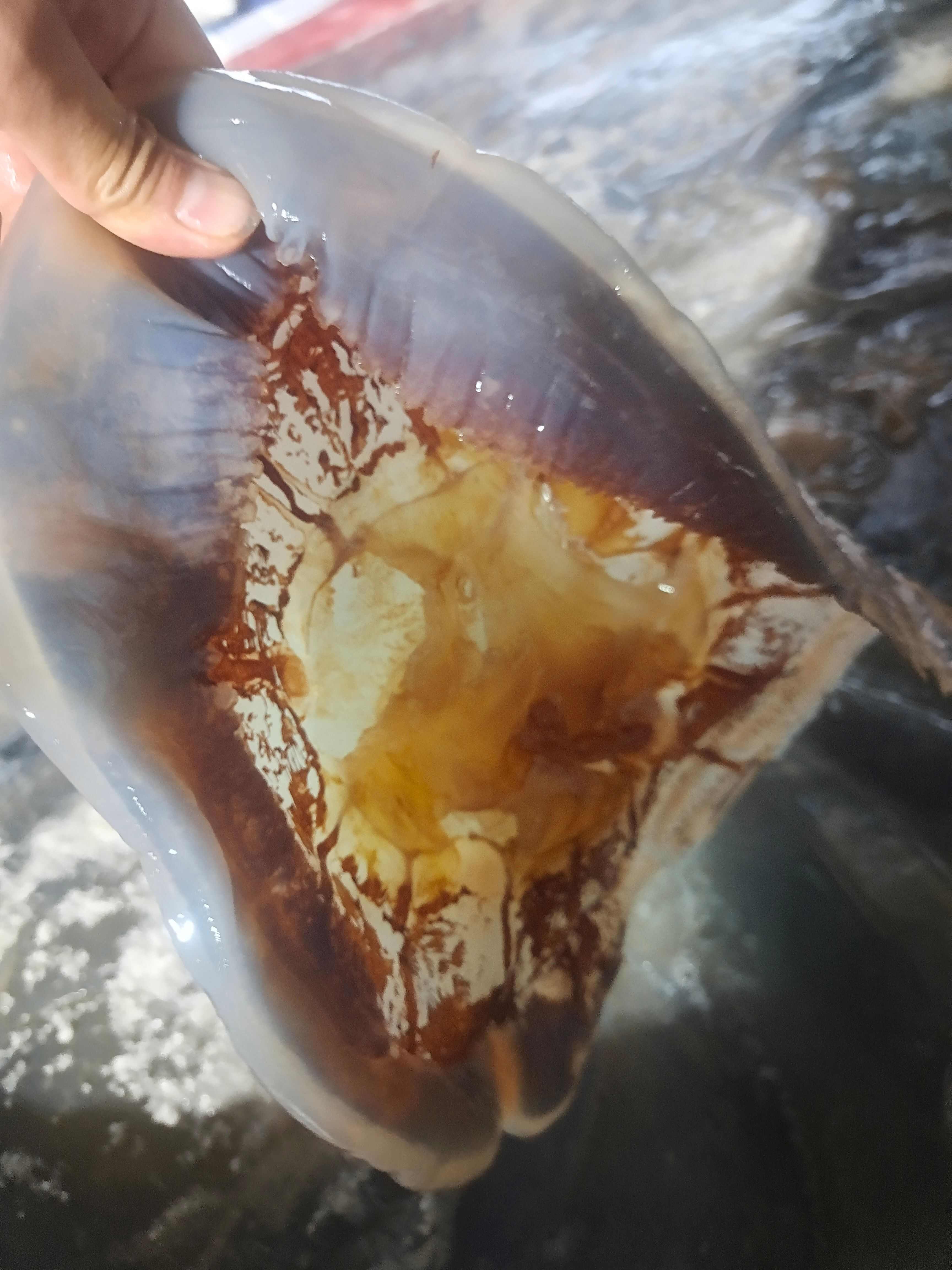 渤海湾本地海蜇脚海蜇头海蜇皮海蜇头大量批发