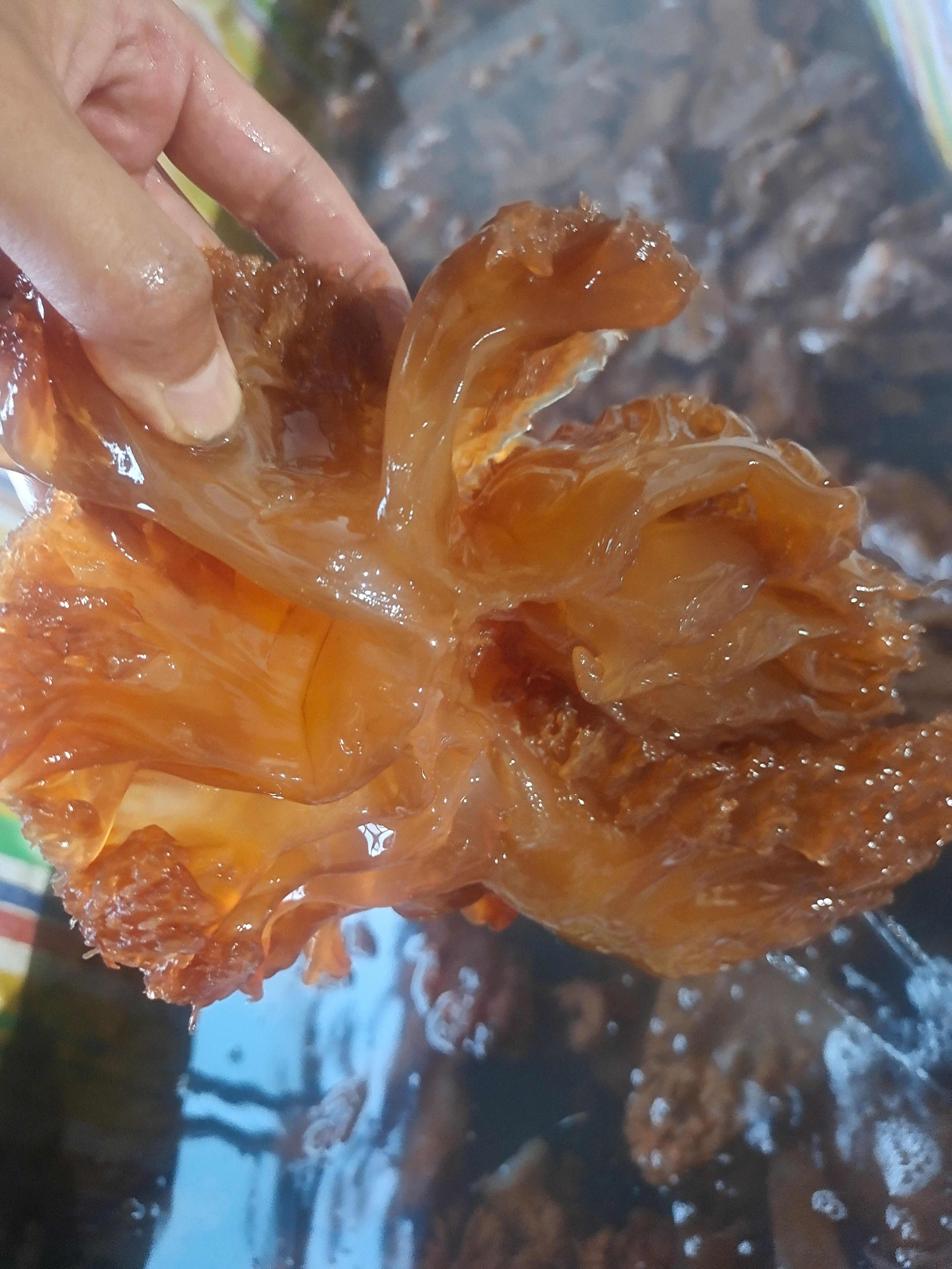 渤海湾本地海蜇脚海蜇头海蜇皮海蜇头大量批发
