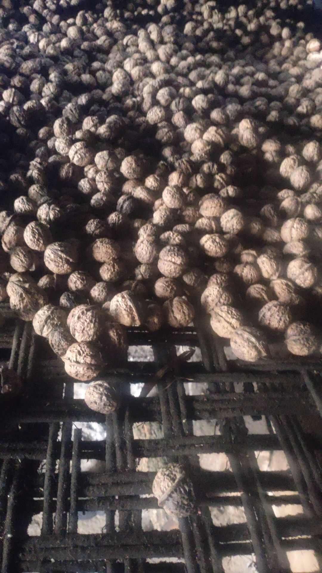 云南大果中果核桃干货