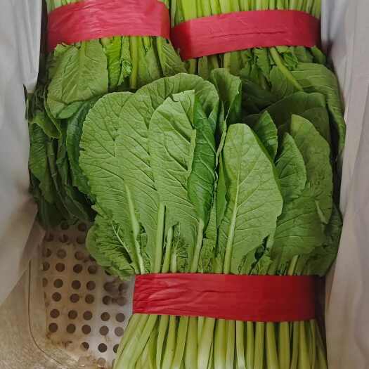 邯郸河北新鲜小白菜 丛台区直达全国