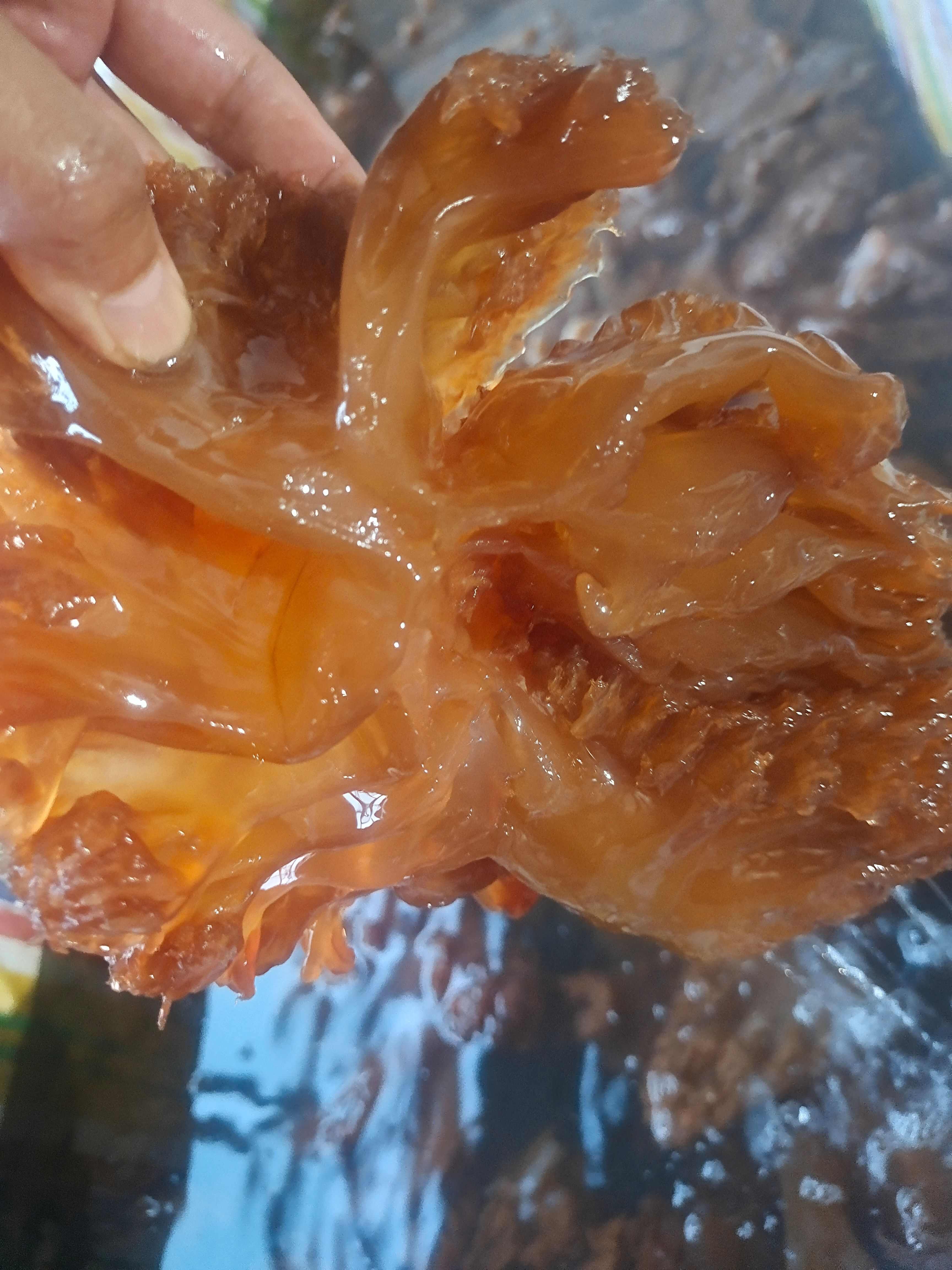 渤海湾本地海蜇脚海蜇头海蜇皮海蜇头大量批发