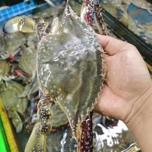 启东市梭子蟹
