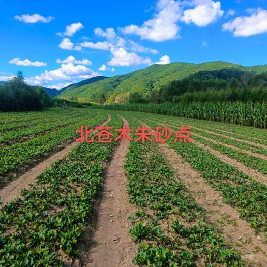 桓仁县苍术苗 北苍术种苗朱砂点一年苗