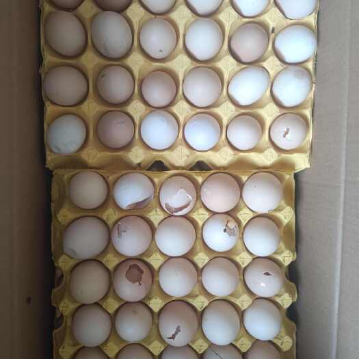 贵阳鸡蛋     皮蛋      鹌鹑蛋    还有大量破蛋出售