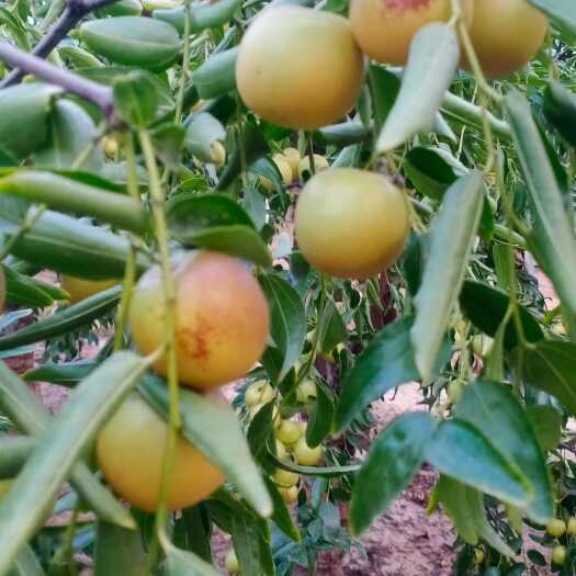 大荔县冬枣