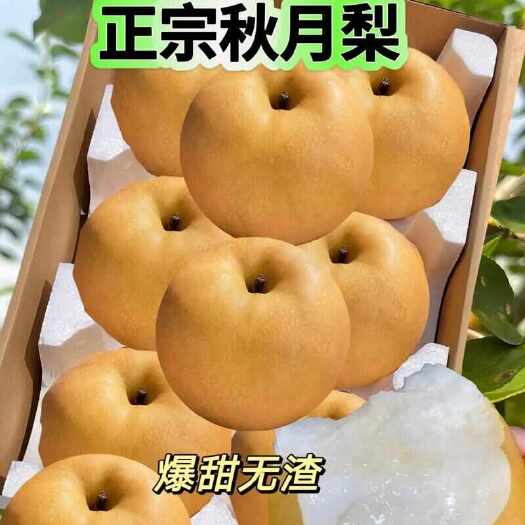 舞阳县秋月梨