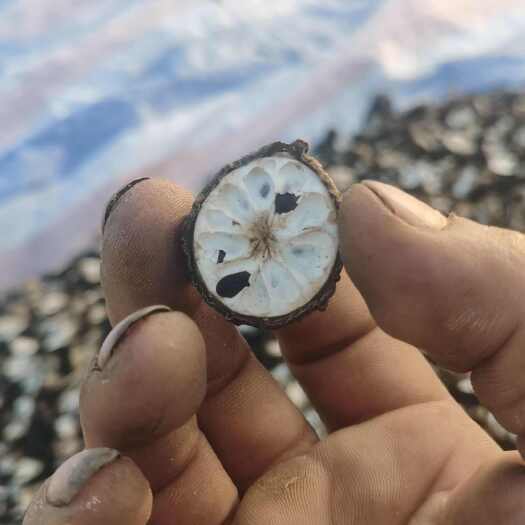 罗源县八月瓜干片，纯手工制作