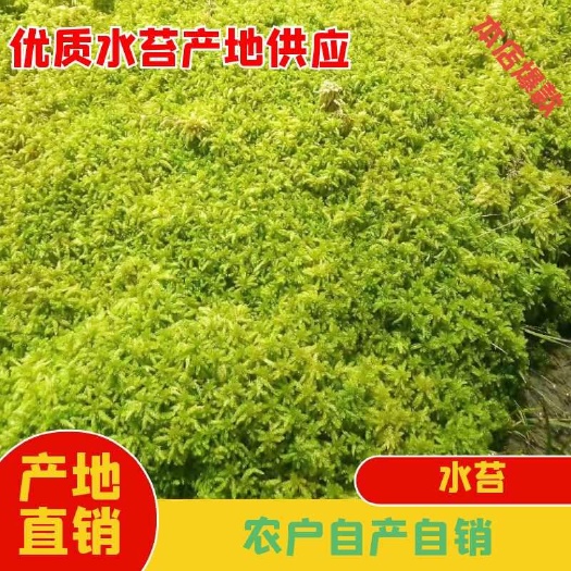 水苔   海花草